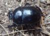 Anoplotrupes stercorosus